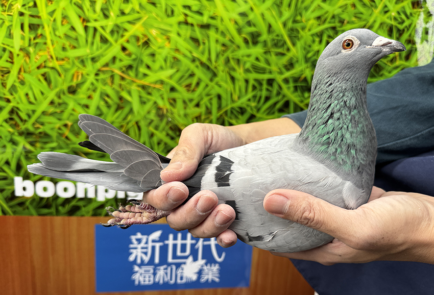 新世代福利鴿，福利鴿真福利!